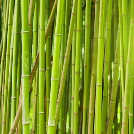 Natural active Bamboo